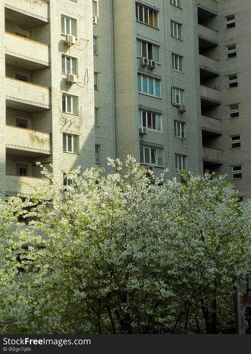 Building, Urban Area, Residential Area, Tree