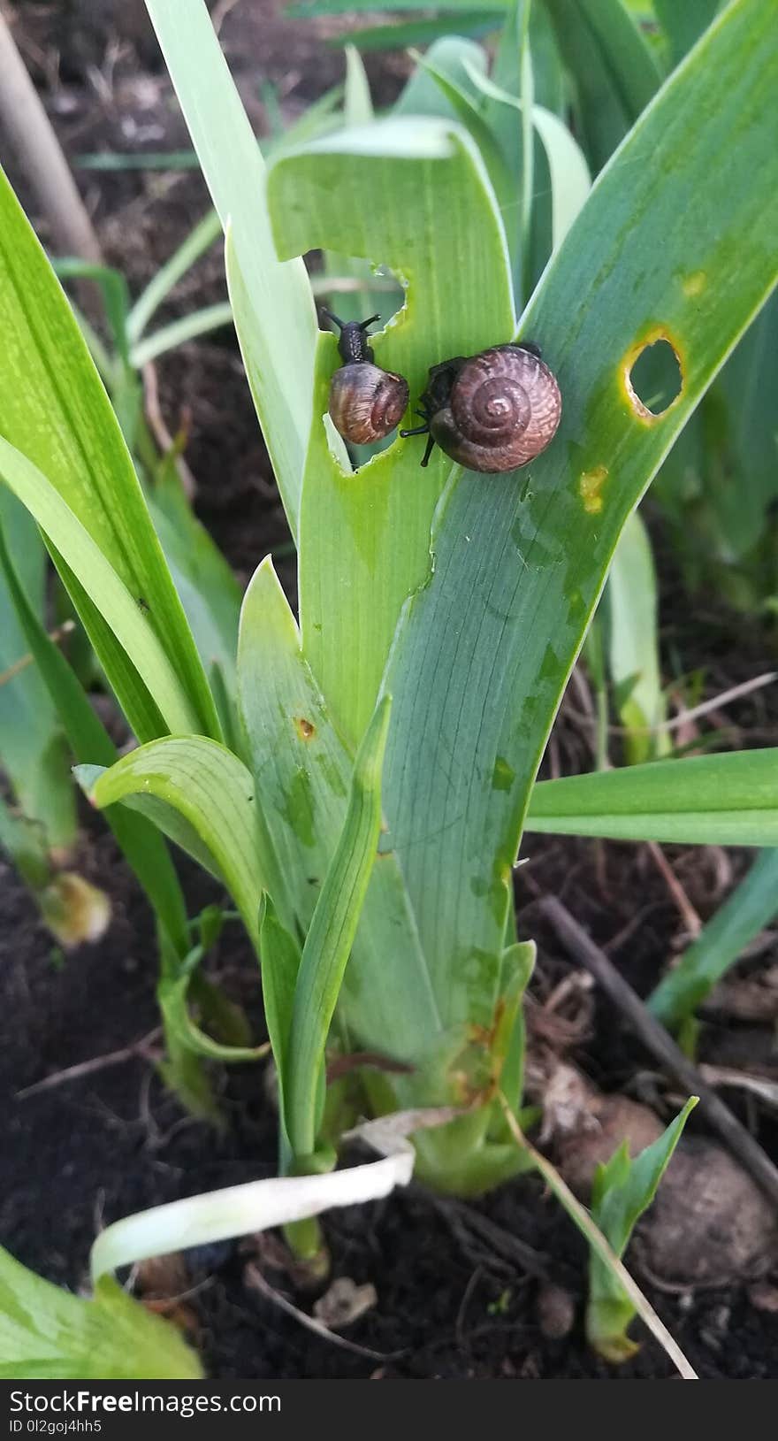 Plant, Leaf, Plant Pathology, Plant Stem