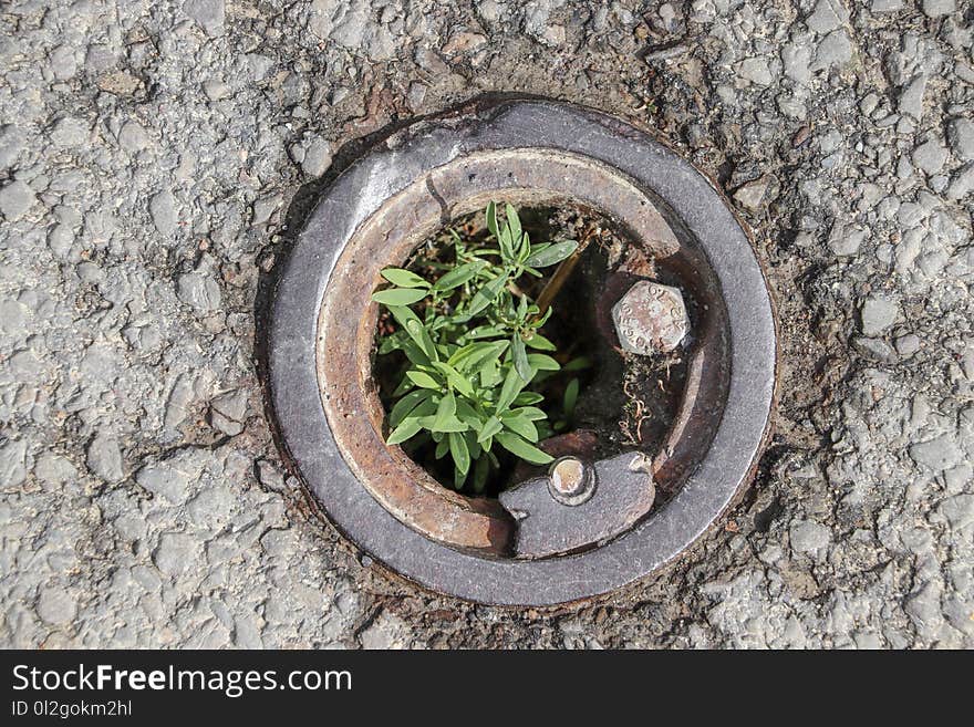 Plant, Flora, Soil, Grass