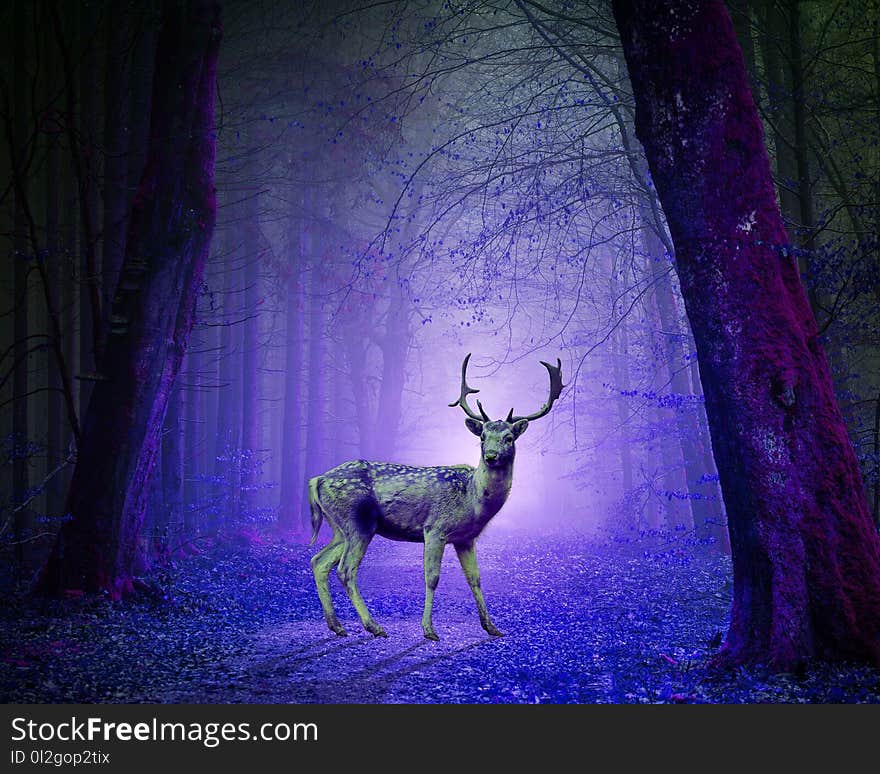 Nature, Purple, Darkness, Light