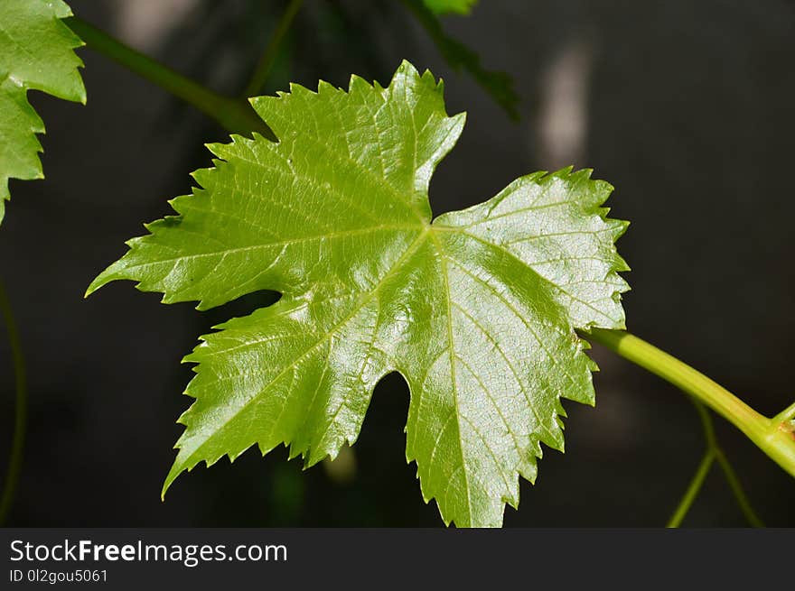 Leaf, Grape Leaves, Grapevine Family, Plant