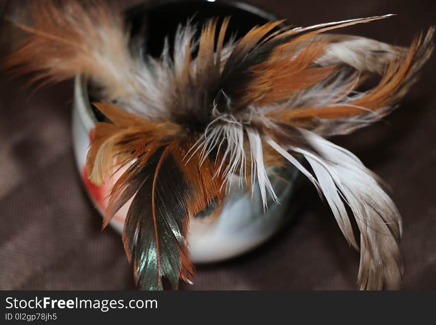 Feather, Beak