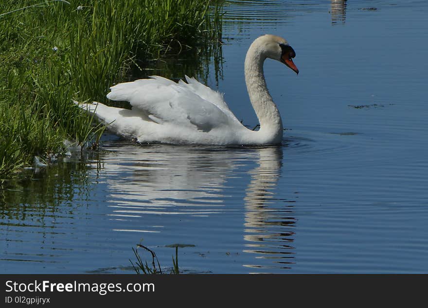 Swan, Bird, Water Bird, Ducks Geese And Swans