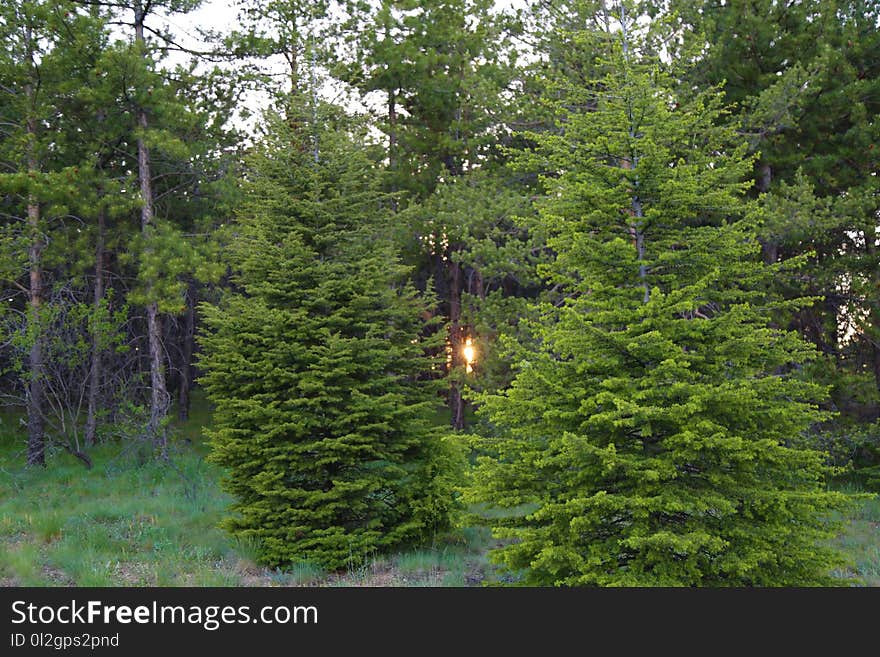 Tree, Ecosystem, Spruce Fir Forest, Vegetation