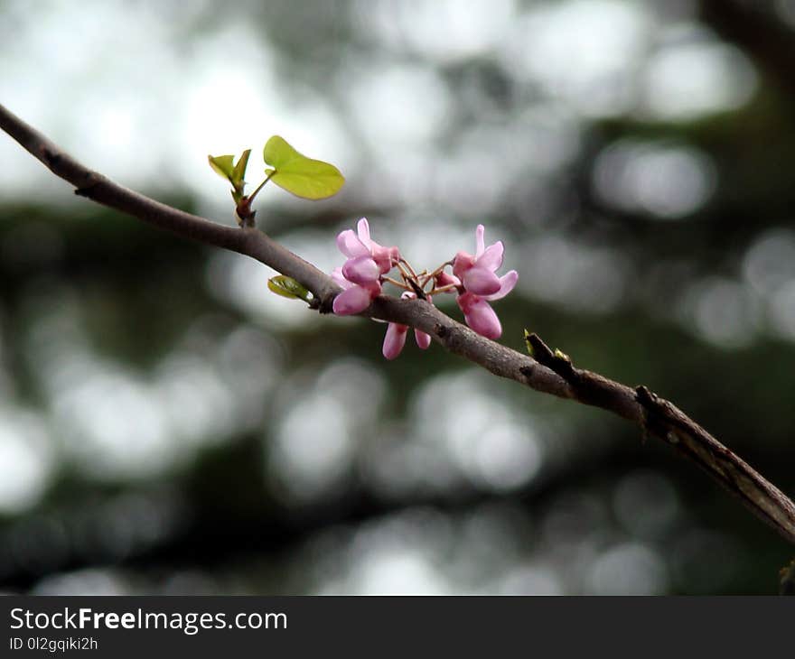 Blossom, Branch, Plant, Spring