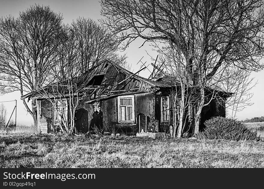 House, Home, Black And White, Tree