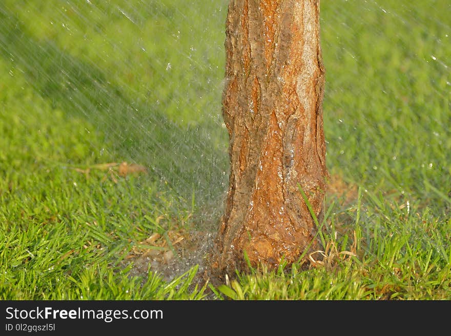 Grass, Tree, Trunk, Leaf