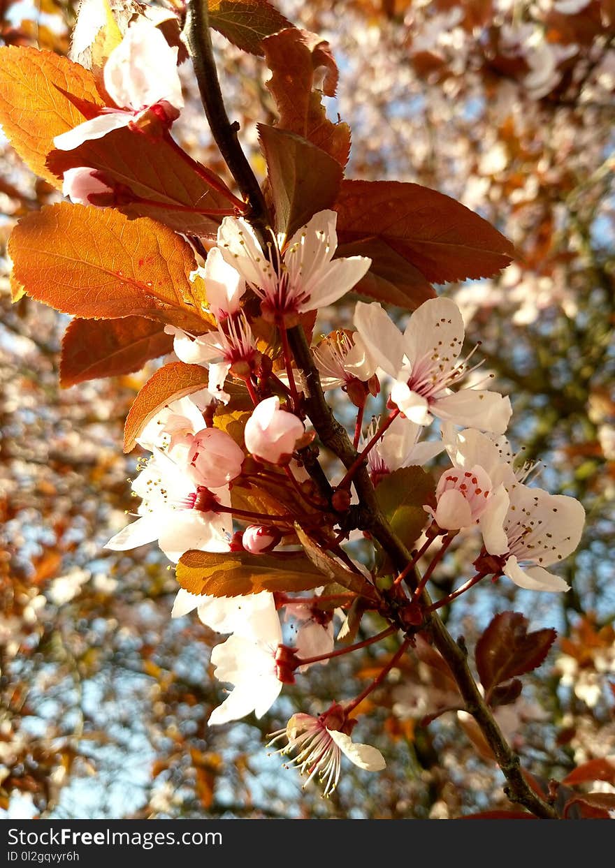 Flora, Plant, Spring, Flower