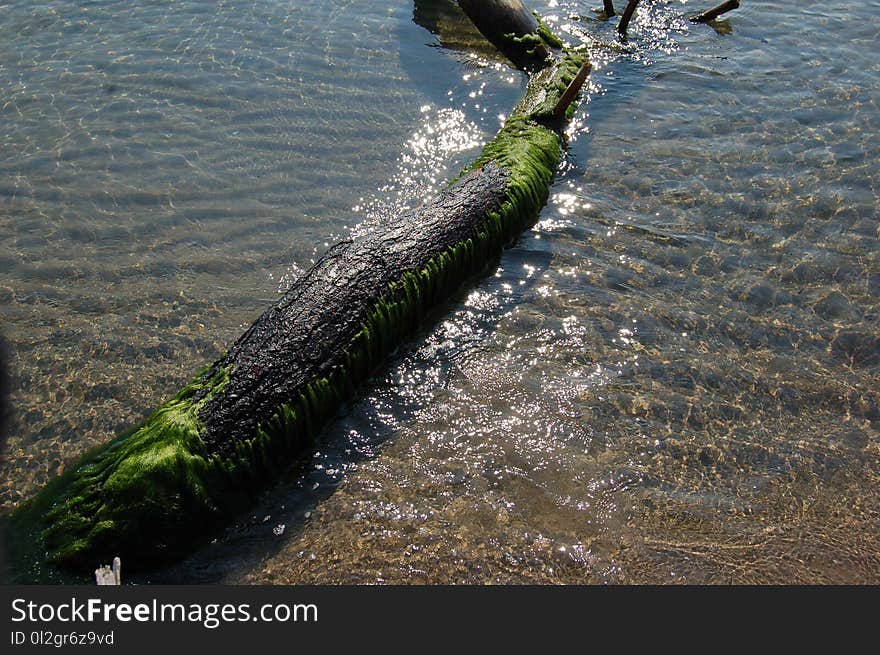 Water, River, Tree, Bank