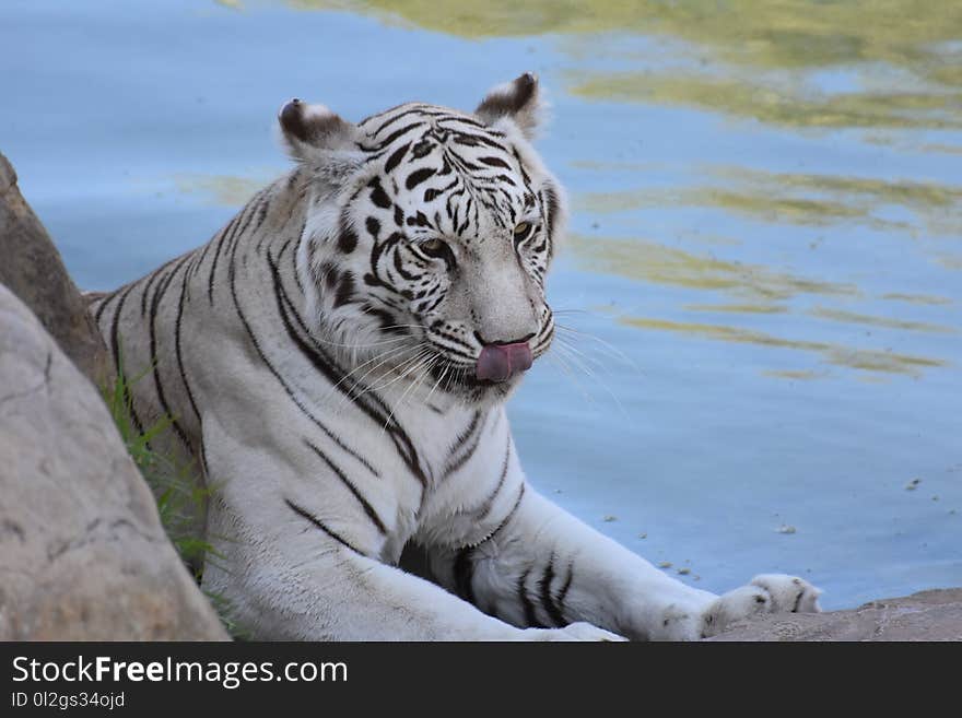 Wildlife, Tiger, Mammal, Fauna