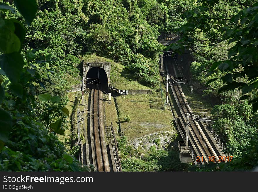 Track, Vegetation, Nature Reserve, Tree