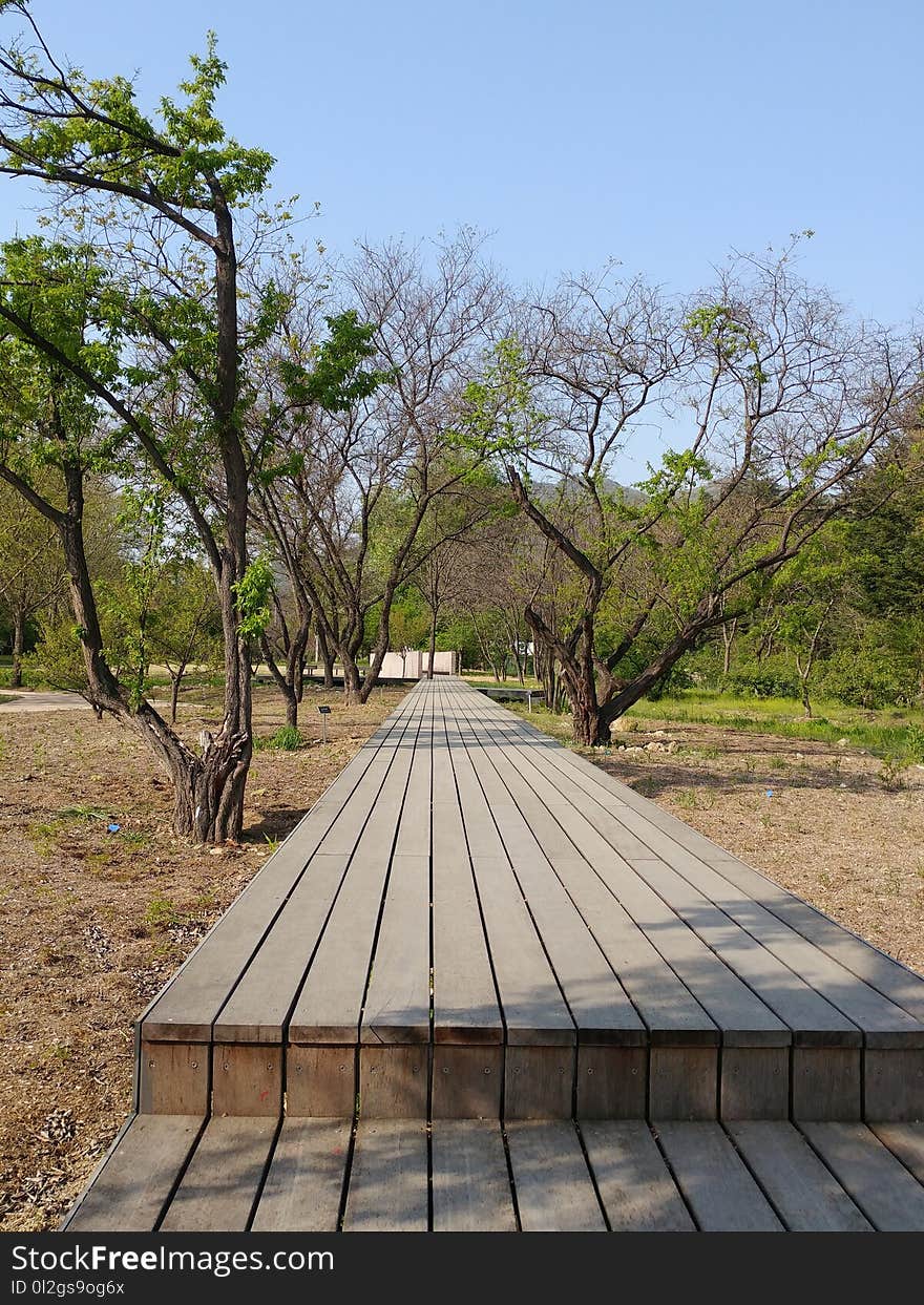 Tree, Path, Plant, Nature Reserve