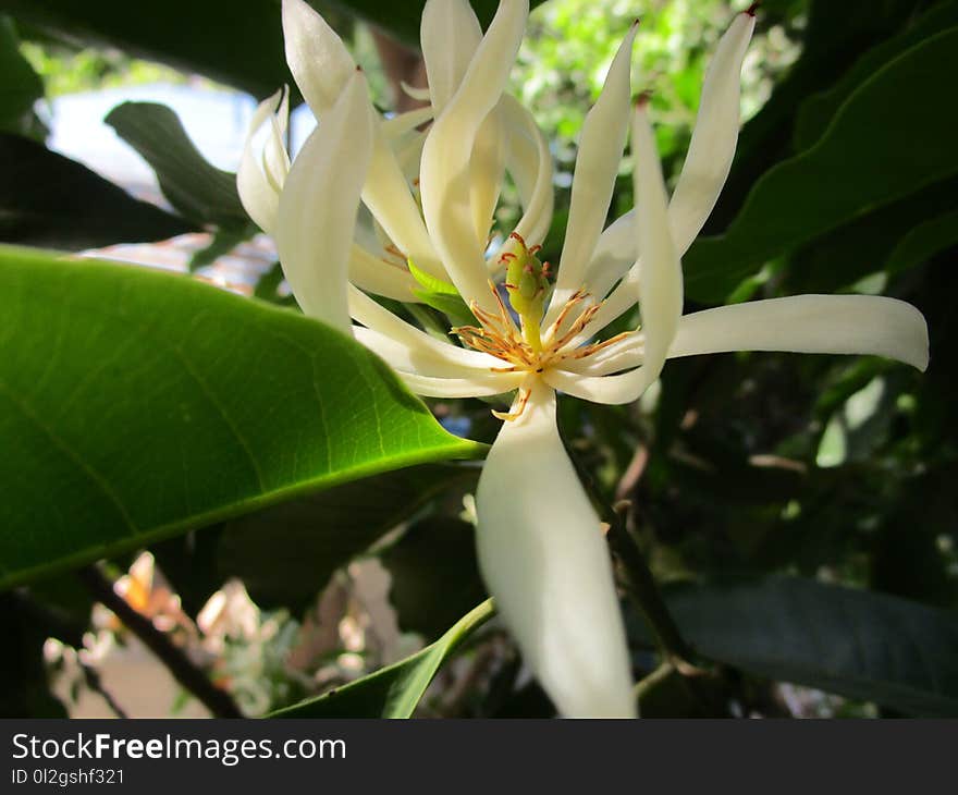 Plant, Flora, Flower, Honeysuckle