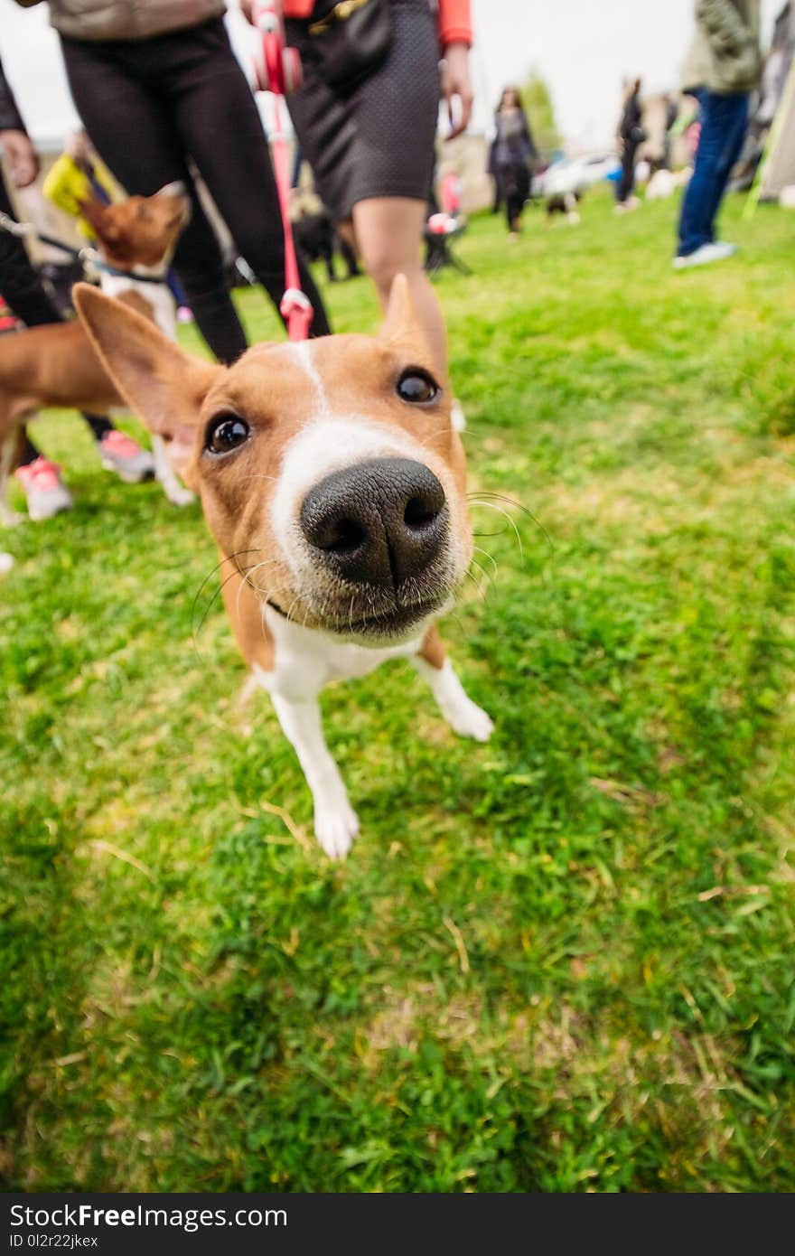 Funny portrait of dog Basenji closeup