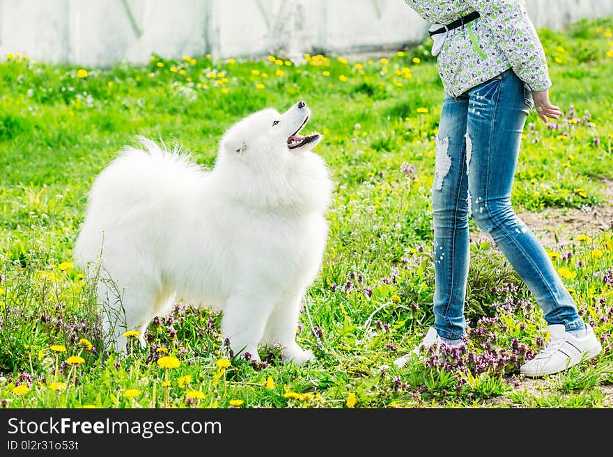 Cute white Samoyed with his owner