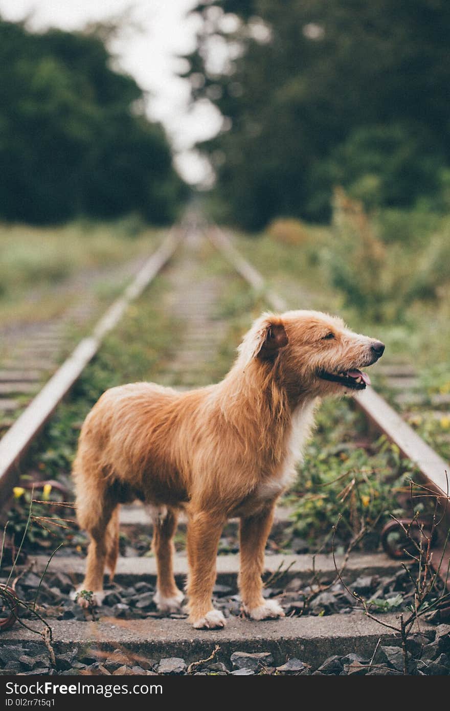 Adult Portuguese Podengo on Railroad