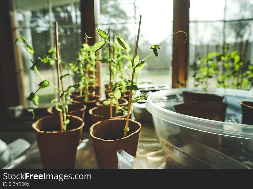 Potted Green Leaf Plants