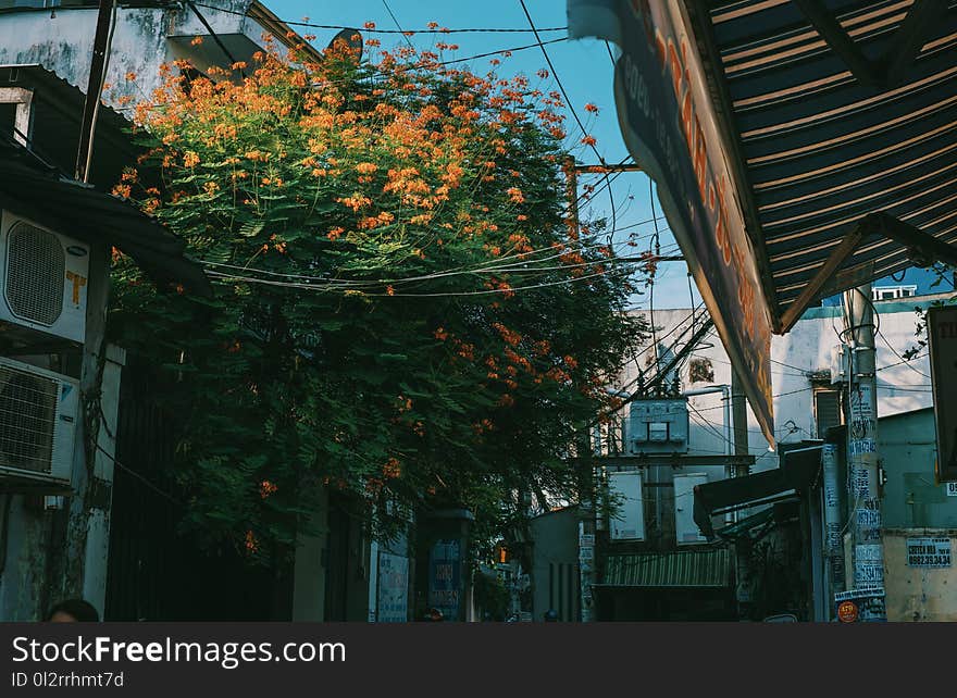 Green Leafed Tree Surrounded by Houses