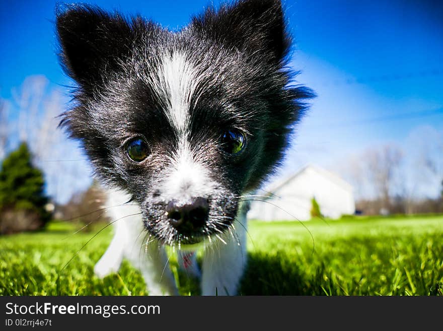 Closeup Photo of Short-coatedwhite and Black Puppy