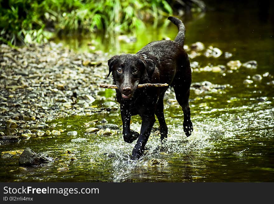 Black Dog Stick on Mouth