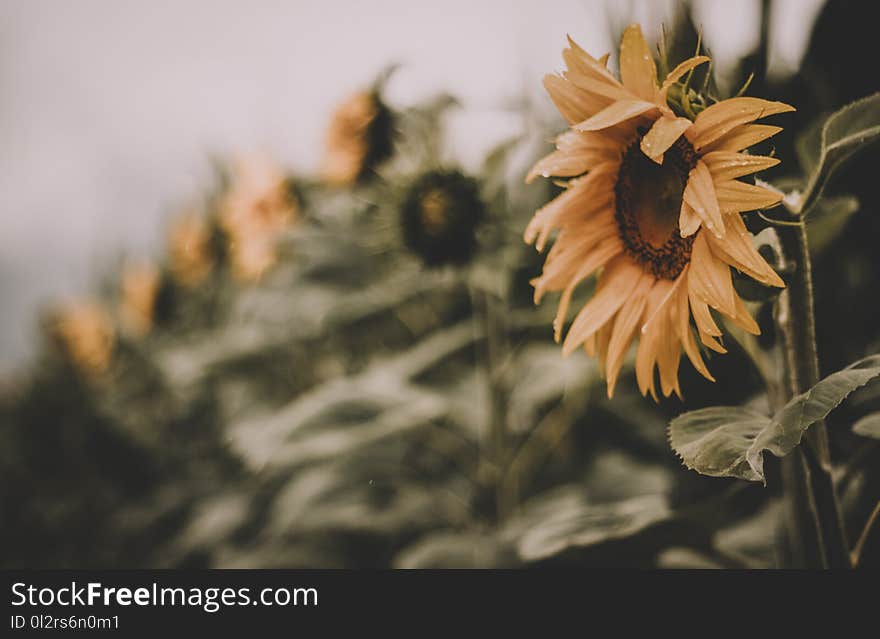 Selective Focus Photo of Sunflower