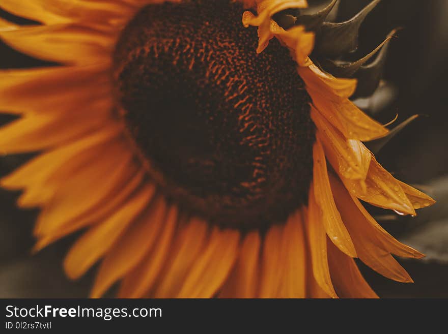 Close-up Photo of Sunflower in Bloom