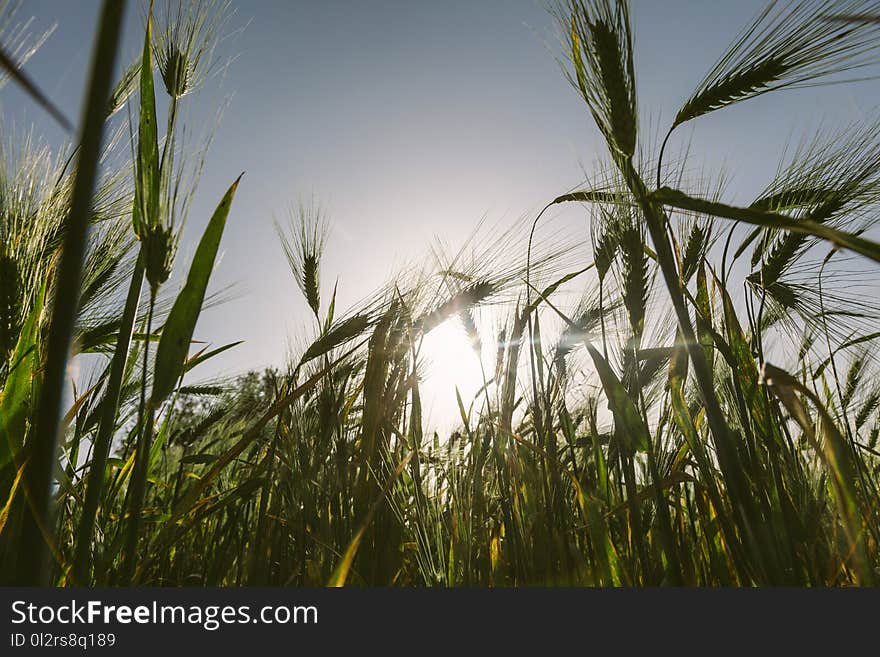 Green Rice Field