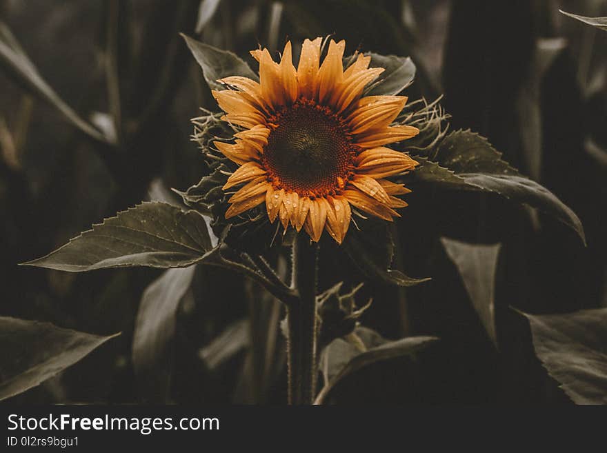 Sunflower Photography