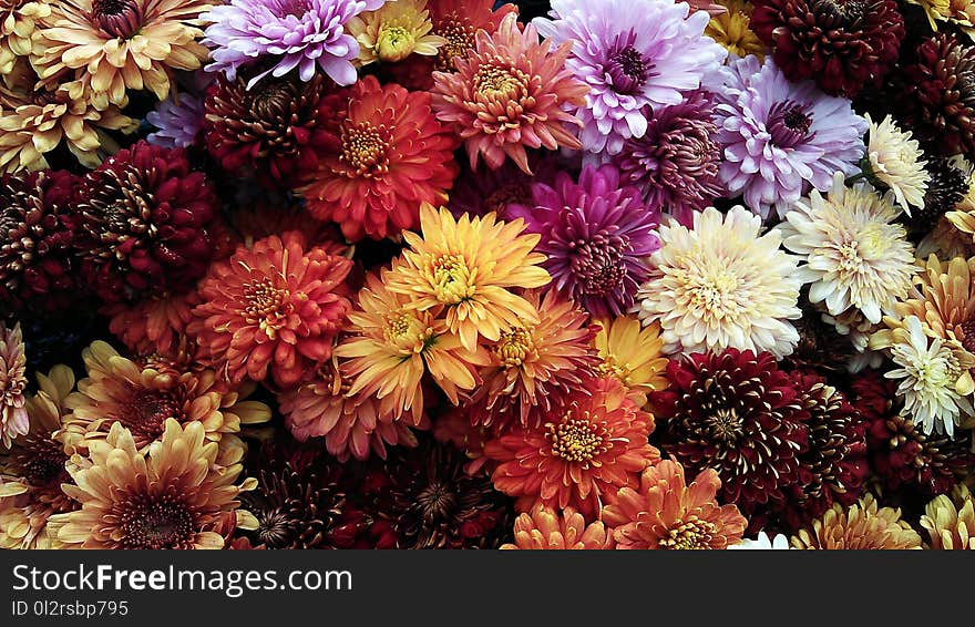 Assorted Flowers Photo