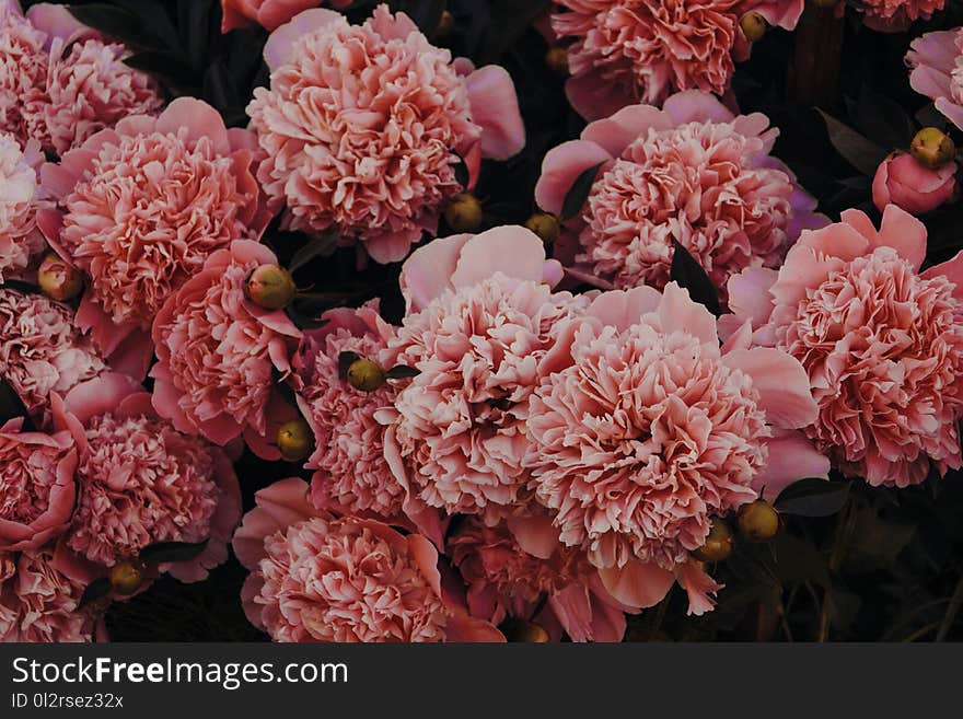 Pink Carnations