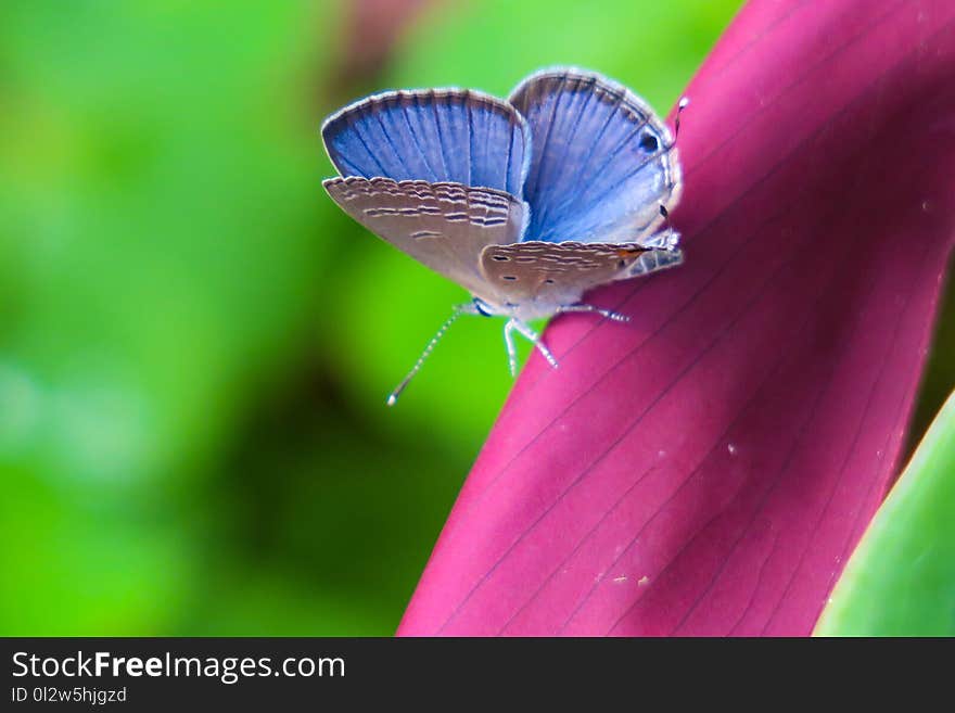 Butterfly, Insect, Lycaenid, Moths And Butterflies