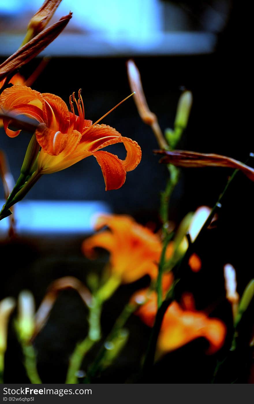 Flower, Plant, Flora, Close Up