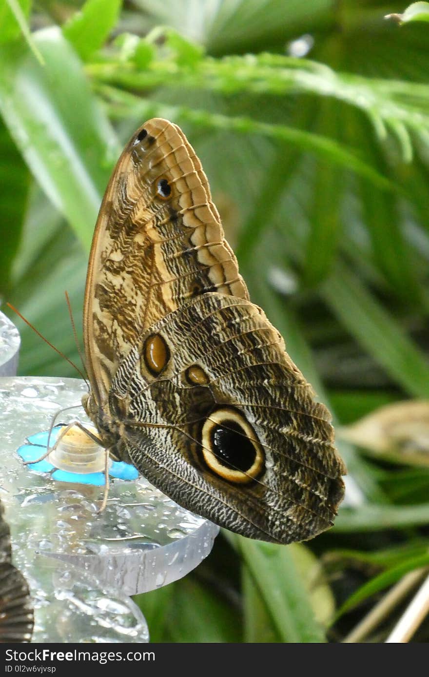 Moths And Butterflies, Butterfly, Insect, Invertebrate