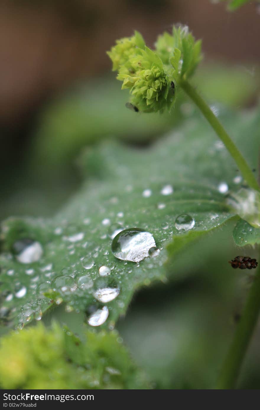 Water, Drop, Dew, Green