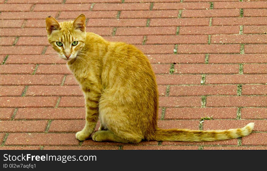 Cat, Fauna, Yellow, Mammal