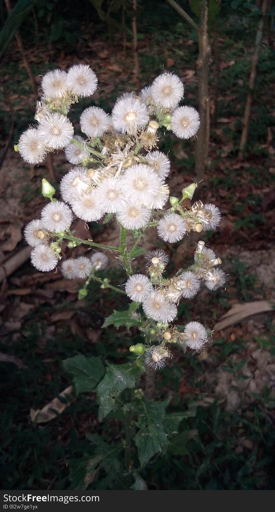 Plant, Flower, Flowering Plant, Flora