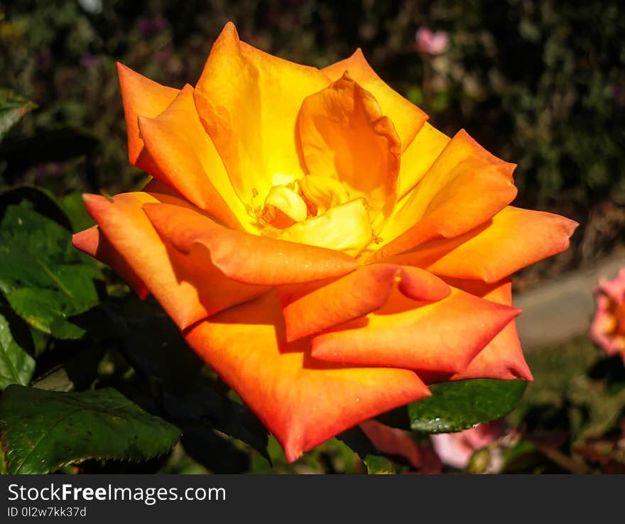 Flower, Rose Family, Rose, Yellow