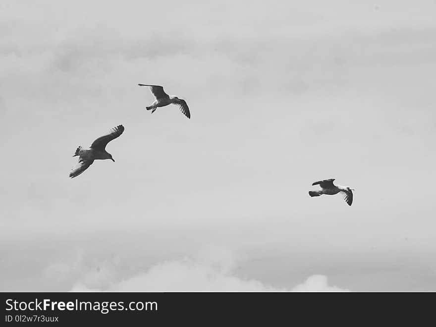 Bird, Black And White, Sky, Bird Migration
