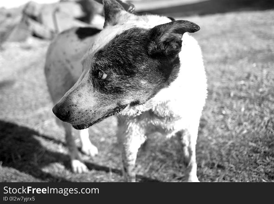 Black, Black And White, Dog, Dog Breed