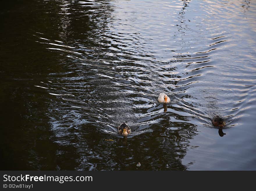 Water, Reflection, Bird, Pond