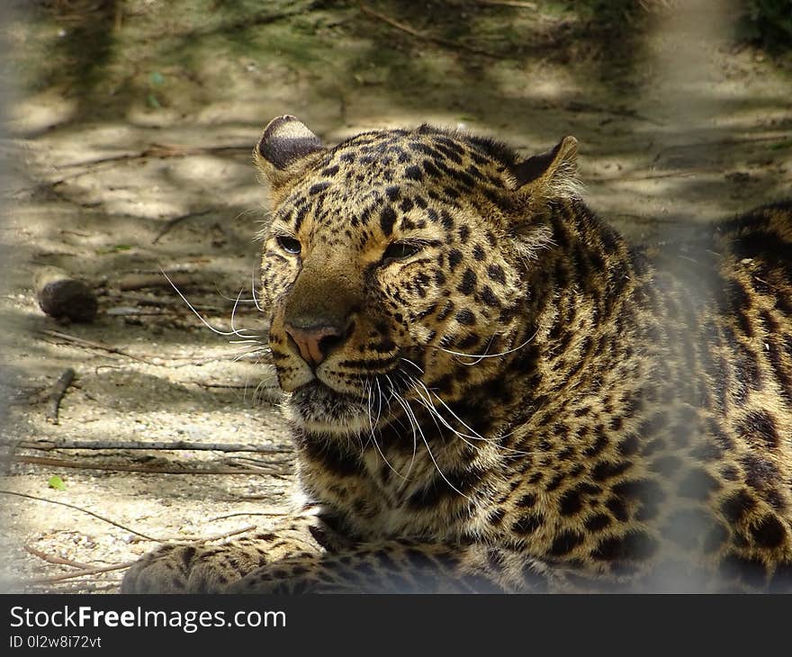 Leopard, Wildlife, Terrestrial Animal, Jaguar