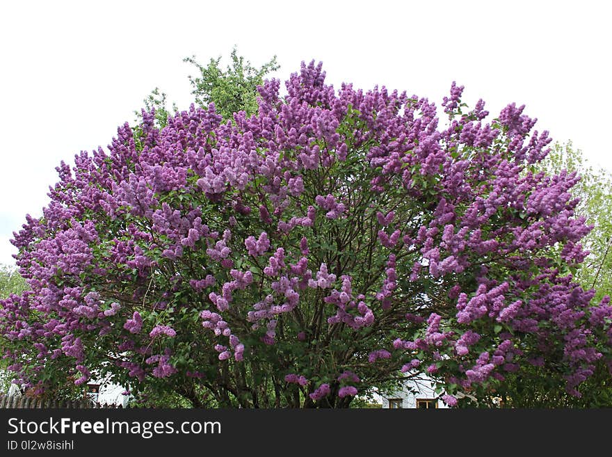 Plant, Flower, Purple, Lavender