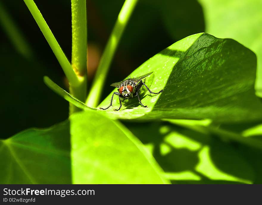 Insect, Leaf, Macro Photography, Invertebrate