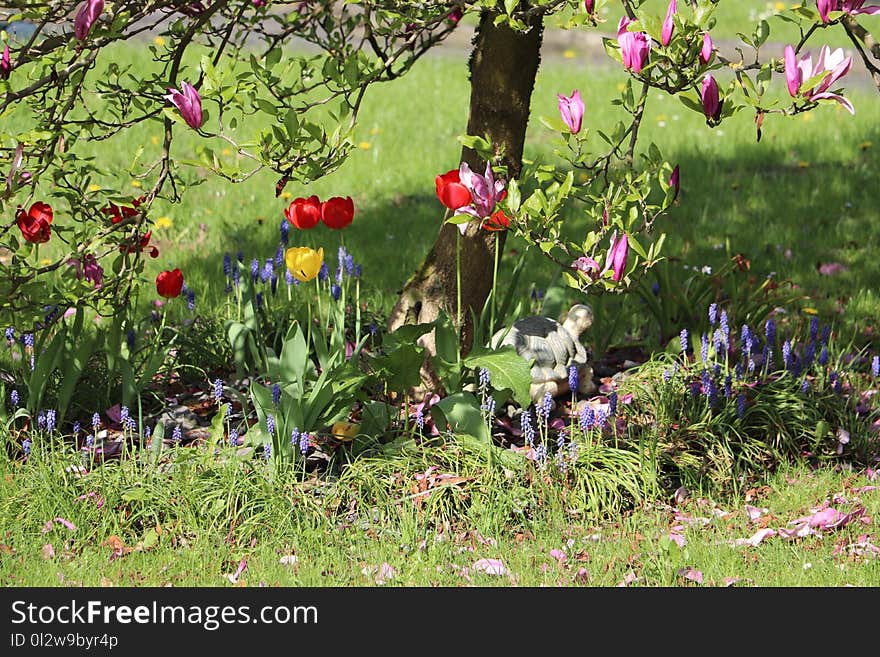 Flower, Plant, Flowering Plant, Flora