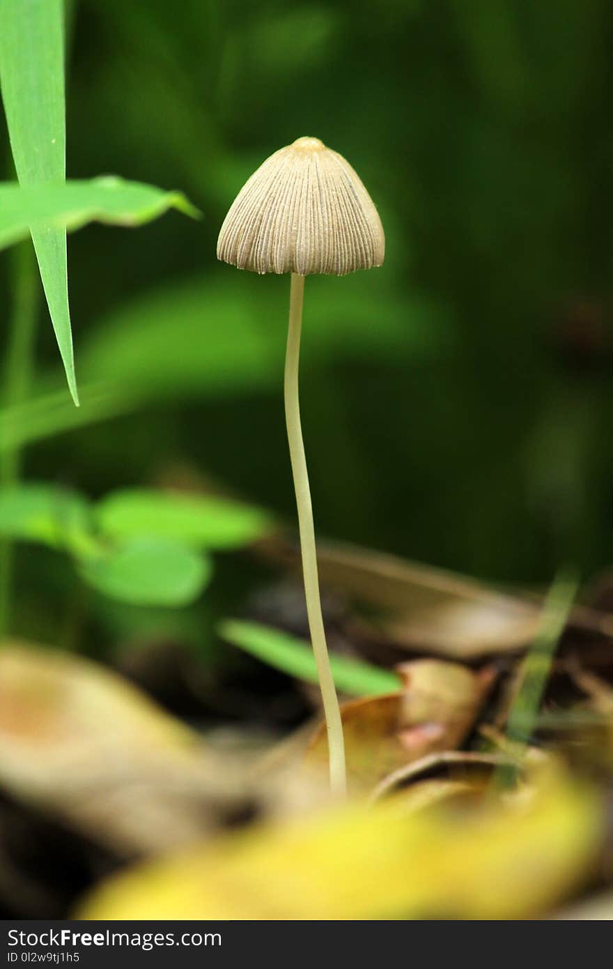 Mushroom, Flora, Close Up, Leaf