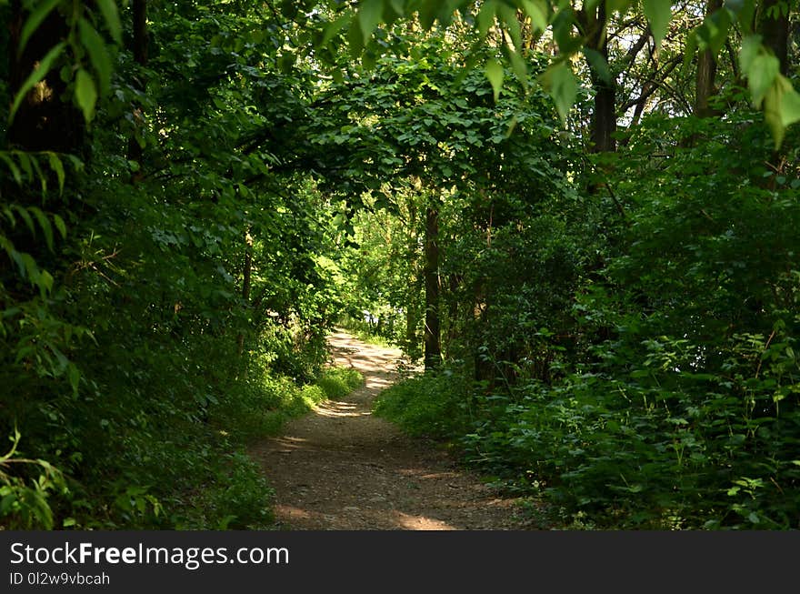 Vegetation, Ecosystem, Nature Reserve, Forest