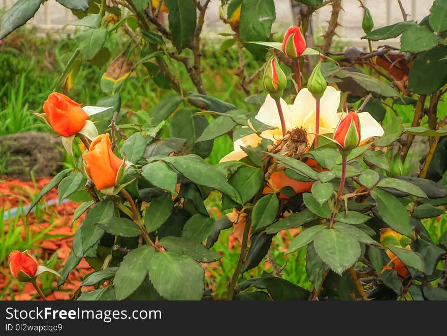 Plant, Flower, Vegetation, Flora