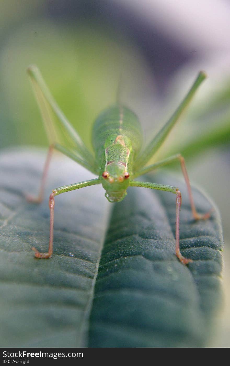 Insect, Macro Photography, Locust, Close Up