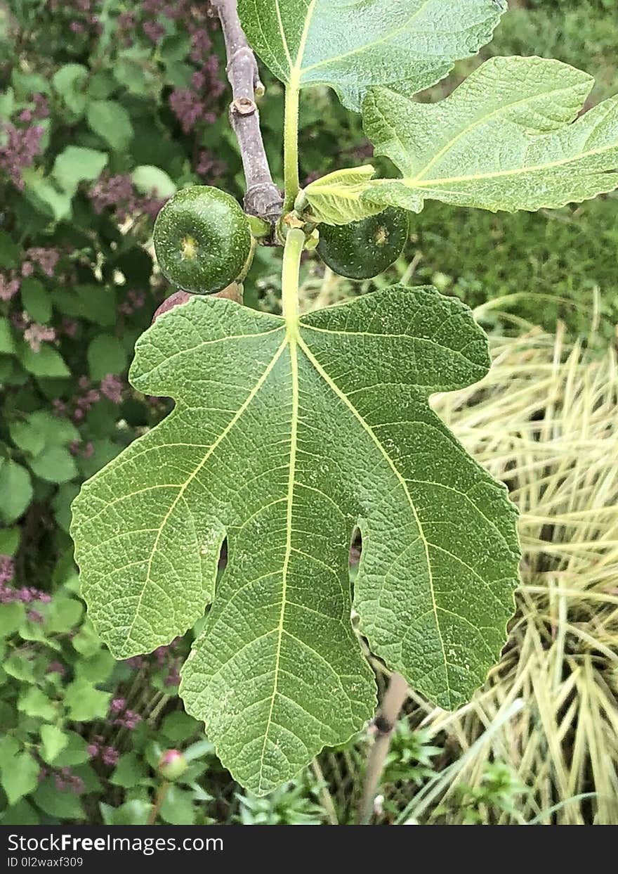 Leaf, Plant, Fruit Tree, Mulberry Family