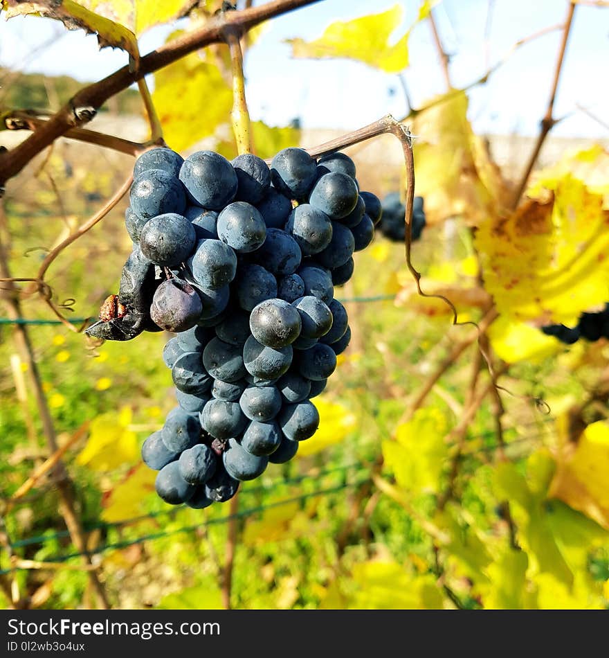 Grape, Fruit, Grapevine Family, Vitis